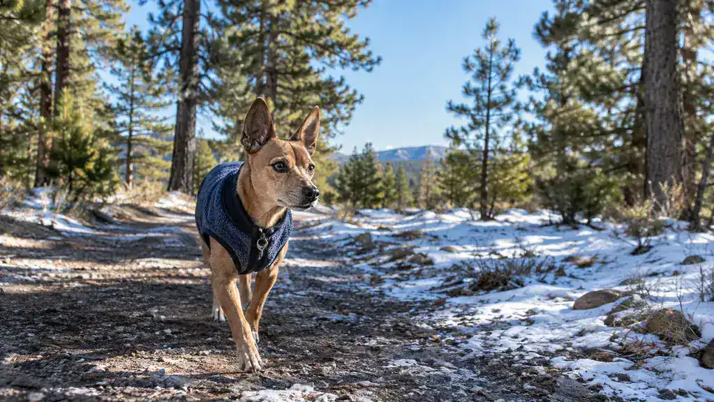 A small dog wearing a fleece vest trotting down a dirt trail on a bright cold morning