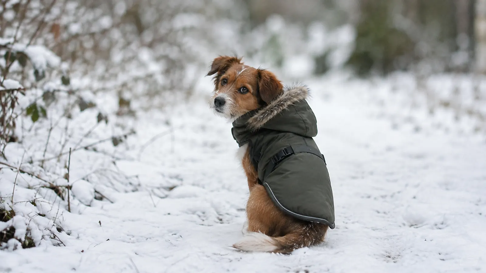 A small dog sitting on a snowy trail wearing a winter coat, looking back at the camera