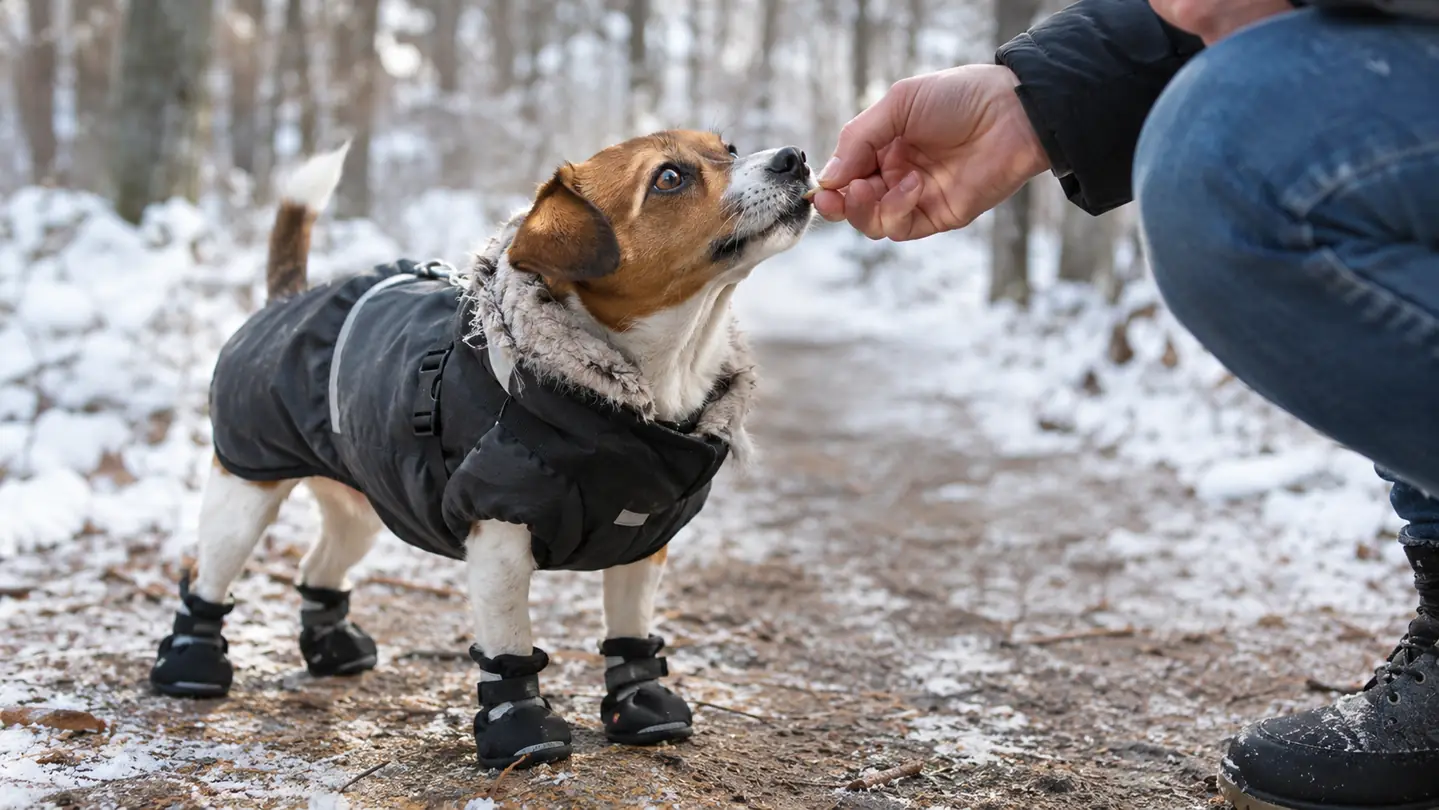 A small dog wearing boots taking a treat from a person's hand on a winter trail