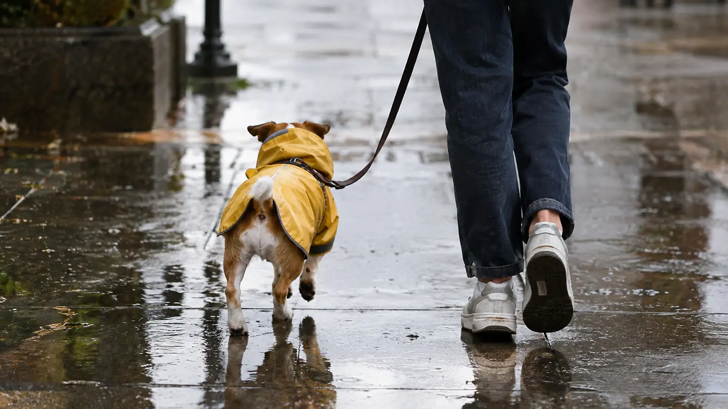 A small dog in a raincoat walking on a wet sidewalk beside a person's legs, seen from behind