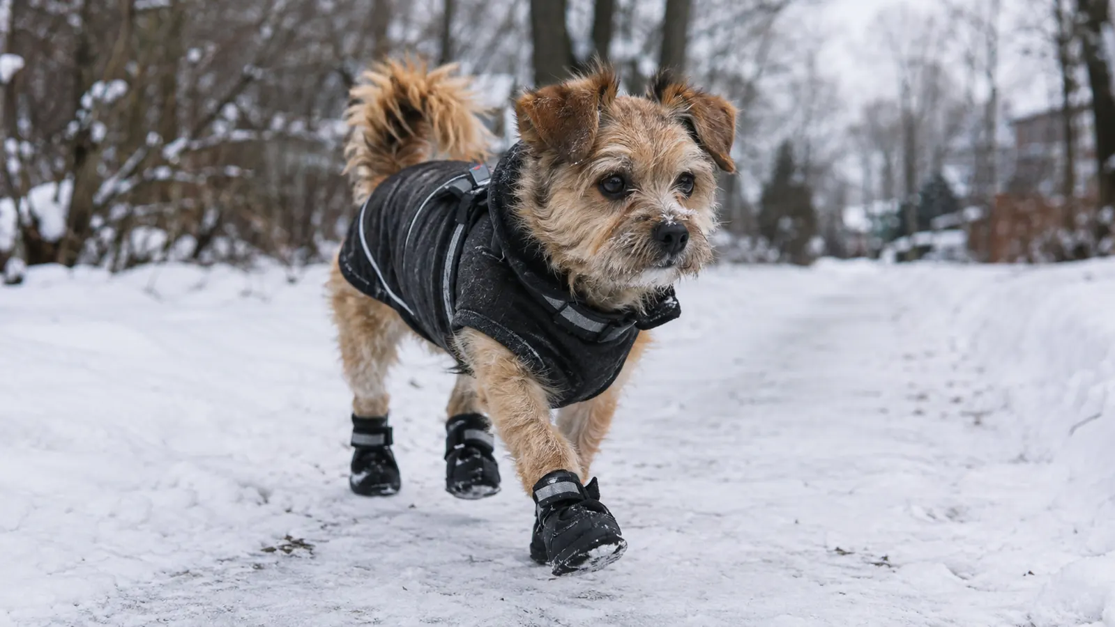 A small dog walking on a snowy trail with boots on all four paws