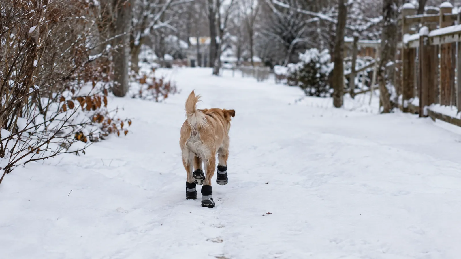 A small dog walking on a snowy neighborhood trail wearing four boots, seen from behind