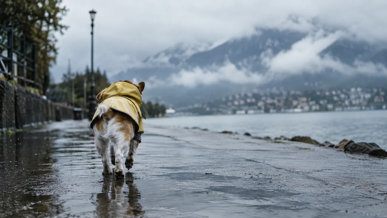 A small dog in a raincoat walking on a wet sidewalk beside a puddle, seen from behind
